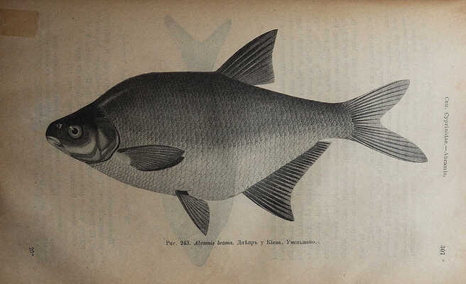 Берг Л.С. Рыбы пресных вод Российской империи / Департамент земледелия. М.: Типография товарищества Рябушинских, 1916.